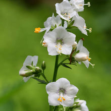 Polemonium Bianco Perla Seeds (Polemonium caeruleum) for seasonal color across the Flower Bed & Home Garden