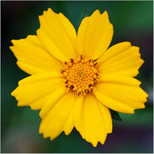 Coreopsis Seeds (Coreopsis spp.) for growers filling out the Flower Bed