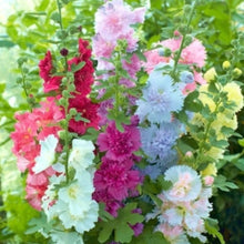 Orange Hollyhock Seeds (Alcea rosea) for sweet homegrown fruit in the Flower Bed