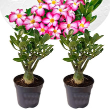 Oriental Cherry Sakura Seeds for growers planting the Indoor Bonsai Patio Garden