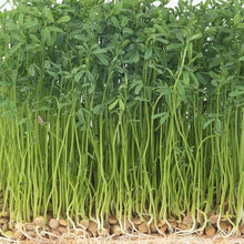 Lentil Sprouts Seeds for a lasting display in the Vegetable Patch, Health Benefits