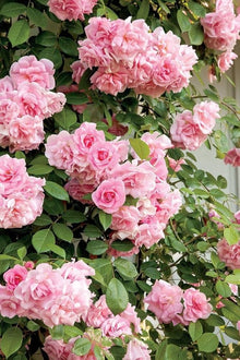 Chinese Climbing Rose Seeds (Rosa chinensis) for climbing cover in the home trellises and backyard gardens