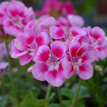 White Geranium Seeds for colorful blooms in the Containers & Garden Beds
