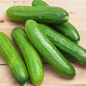 Cucumber (Seeds – Courtyard Garden Variety) for planting in garden