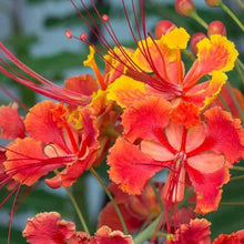 Pride of Barbados Seeds (Caesalpinia pulcherrima) for growers filling out the Urban Flower Border