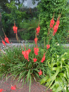 Bugle Lily Watsonia Plant Seeds for a colorful addition to any planting