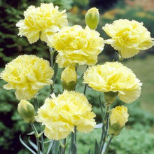 Carnation Dianthus Caryophyllus Rare Black Seeds for a lasting addition to the Unique Home Garden Displays