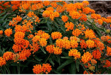 Orange Butterfly Weed Seeds for Pollinator Gardens