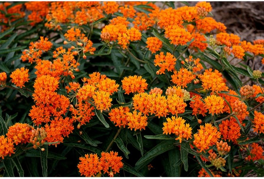 Orange Butterfly Weed Seeds for Pollinator Gardens