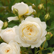 Austin Roses Climbing Roses Flowers Samen Seeds for fast cover along a fence or wall