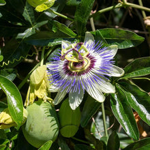 Passionflower Seeds (Passiflora incarnata) for reliable seasonal color