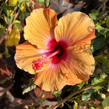 Orange Yellow Hibiscus Seeds (Hibiscus rosa-sinensis) for a homegrown harvest from the decorative flowering garden use