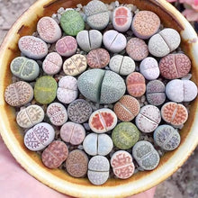 Dudleya Fee Tassen and Lithops succulent seeds