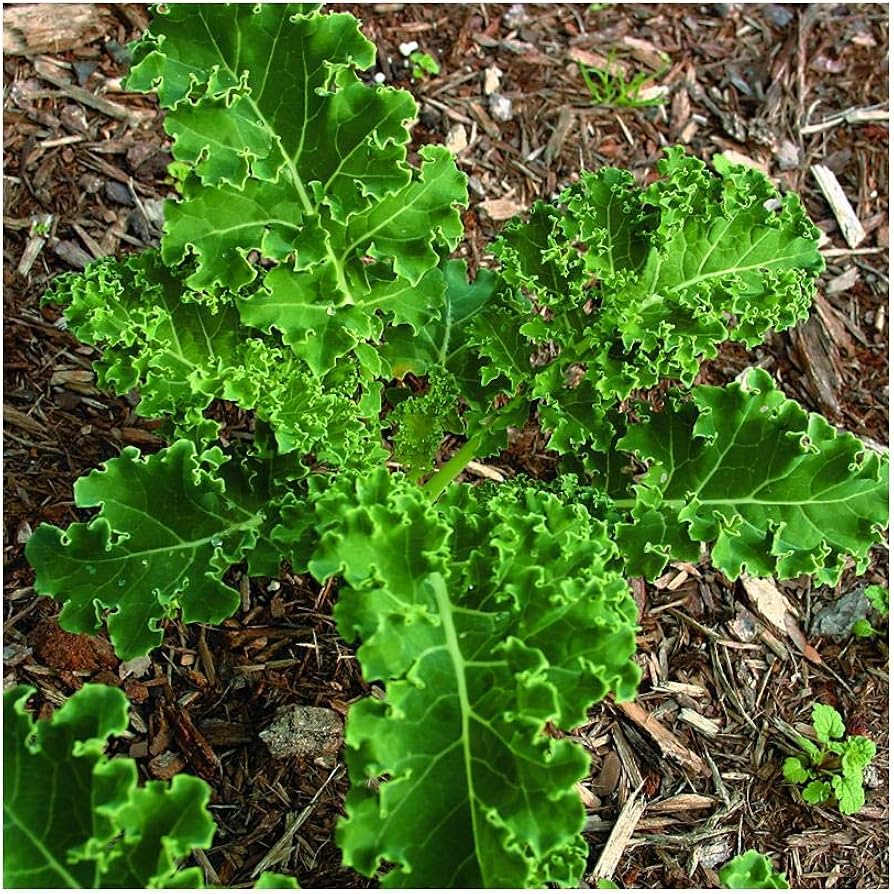 White Russian heirloom kale seeds