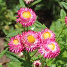Helichrysum Scarlet Seeds for a bright addition to the Vibrant Red Blooms in Your Garden