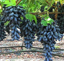 Rare Finger Grape Bonsai Seeds prized for fruitful Plants