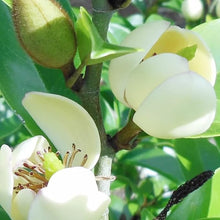 Michelia Seeds (Michelia figo) for a bright addition to the home garden or indoor pots with partial sun