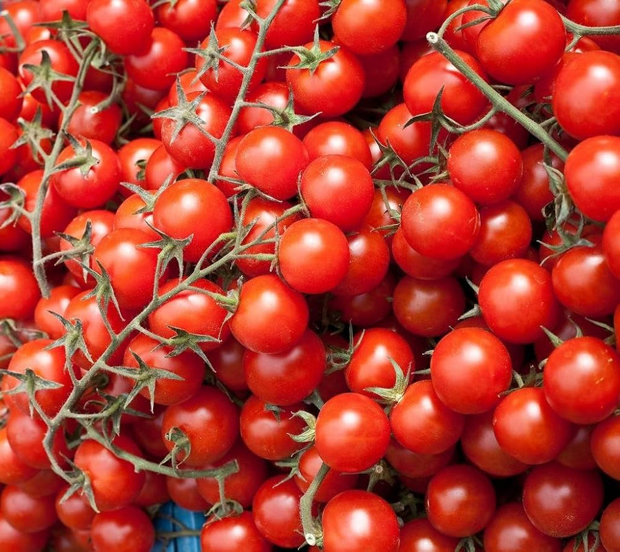 Large red cherry tomato seeds