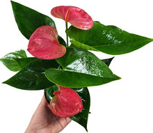 Anthurium Andraeanum Pink Rare Seeds for growers seeking a long-blooming display