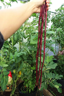 Long Red Bean Vigna Unguiculata Seeds for a productive addition to the vegetable patch