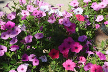 Petunia Multiflora Nora Flower Seeds â€“ Abundant Blooms for Hanging Baskets and Beds