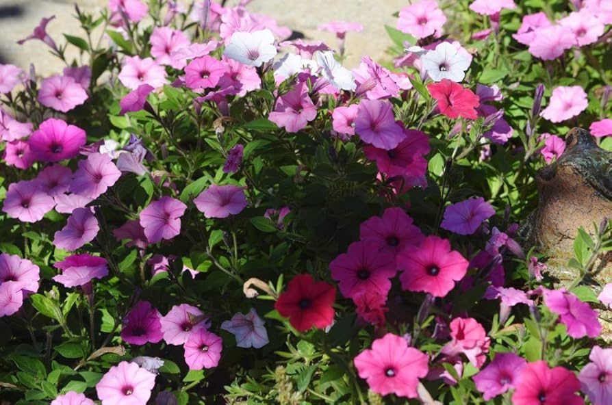 Petunia Multiflora Nora Flower Seeds â€“ Abundant Blooms for Hanging Baskets and Beds