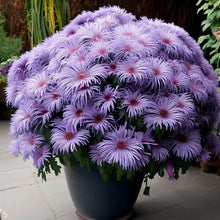 Smooth Blue Aster wildflower seeds