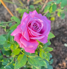 Rose Rosa Hybrida Flower Seeds for Planting – Flower Seeds for Garden Beds and Seasonal Floral Displays