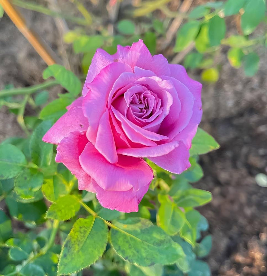 Rose Rosa Hybrida Flower Seeds for Planting – Flower Seeds for Garden Beds and Seasonal Floral Displays