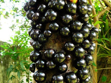 Brazilian Grape Tree Seeds for growers wanting a homegrown harvest