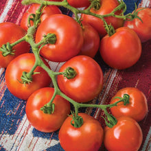Burbank Slicing Tomato Seeds (Solanum lycopersicum) for growers stocking a kitchen garden