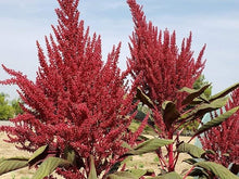 Northern (Catapula Tree Seeds – Unique Cold-Hardy Tree with Ornamental Appeal) for planting in garden