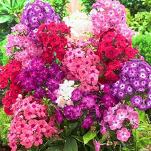 Phlox Mixed Colors Hardy Seeds for reliable seasonal color