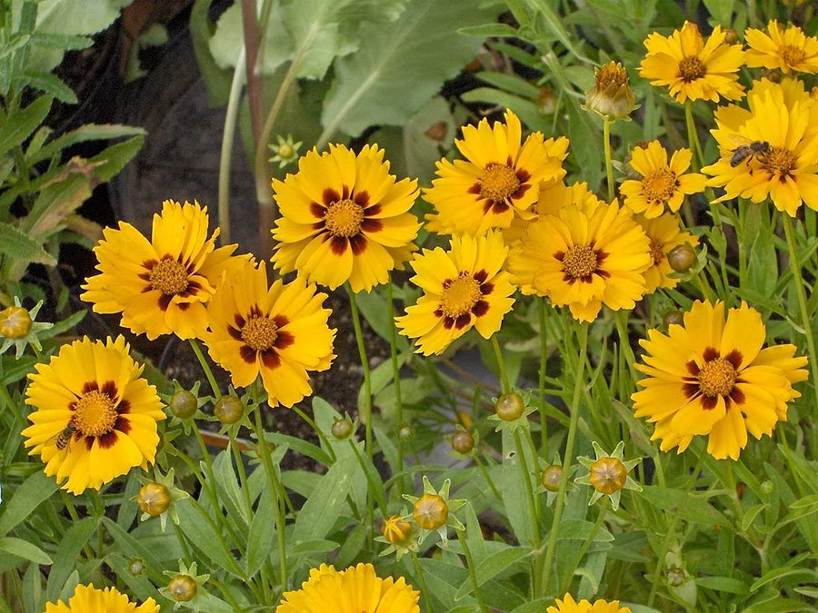 Coreopsis Golden Wave Tickseed Seeds for gardeners building out beds and borders