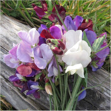 Lathyrus Sweet Pea Fragrant Mix Seeds valued by growers for aromatic, Colorful Flowers