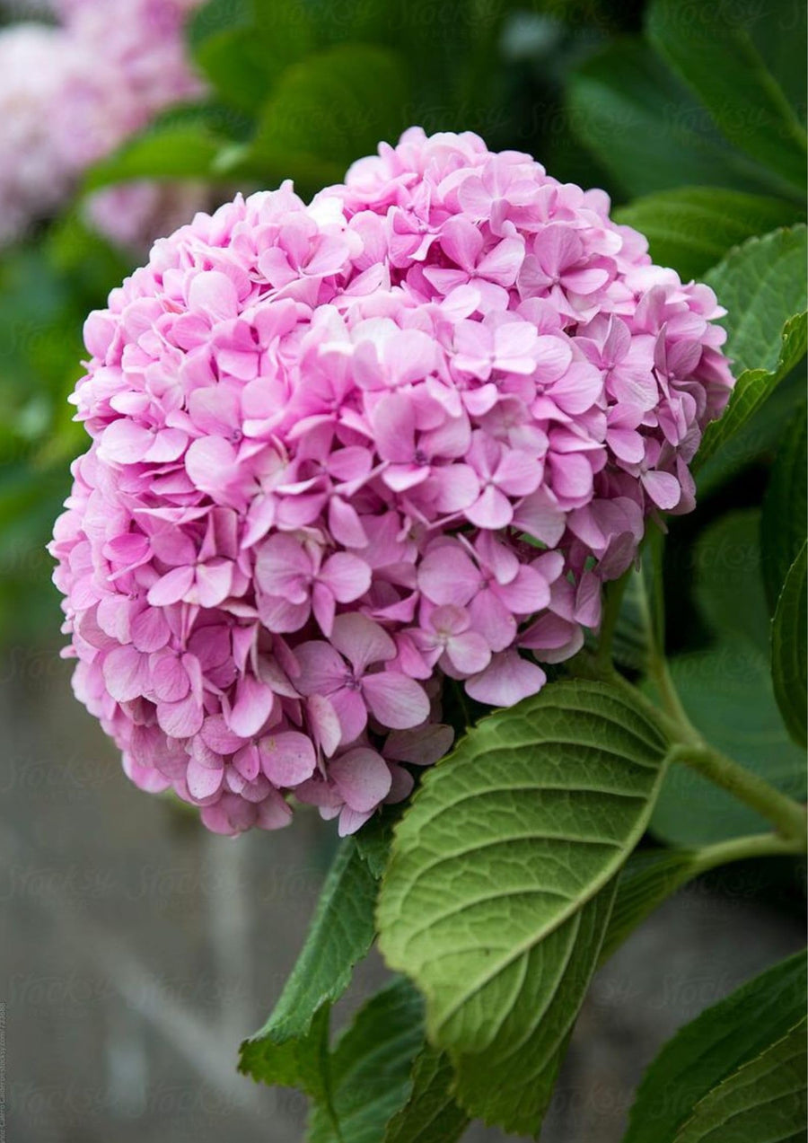 Pink Hydrangea seeds ��������� Hydrangea macrophylla ��������� for planting in bonsai or flower garden