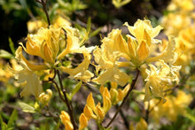 Yellow Rhododendron Seeds (Rhododendron spp.) for a bright addition to the Flower Bed & Shade Garden