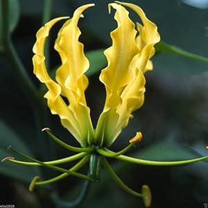 Gloriosa Lily Gloriosa superba for planting in flower bed