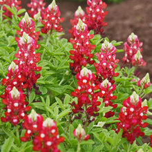 Bluebonnet Lupinus Texensis Maroon Texas Flower Seeds for Planting – Great for Wildflower Gardens and Native Landscaping