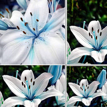 Blue Heart Lily Lilium spp. flower seeds for indoor pots or backyard gardening - for planting in home garden