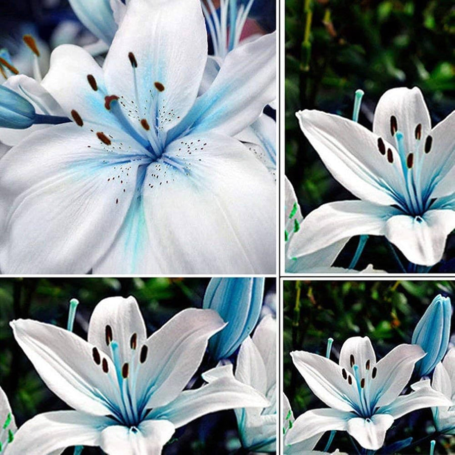 Blue Heart Lily Lilium spp. flower seeds for indoor pots or backyard gardening - for planting in home garden