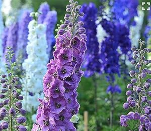 Delphinium Pacific hybrid deluxe flower seeds