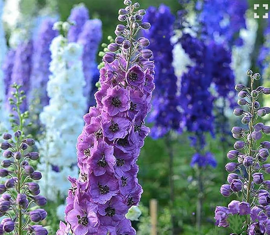 White Delphinium Flower Seeds â€“ Hardy Annual Pure Bloom Variety
