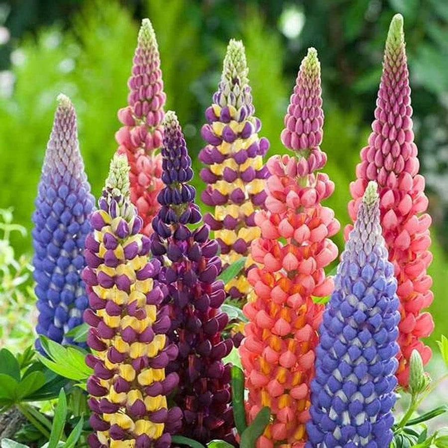 Mixed Lupine Flower Lupinus polyphyllus for planting in home garden or flower bed