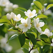 Arabian Jasmine Seeds (Jasminum sambac) for a bright addition to the Garden