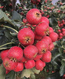 Crataegus Lindmanii Hawthorn Berry Seeds for growers wanting a homegrown harvest