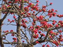 Red Cotton Tree Seeds (Bombax ceiba) known for landscaping