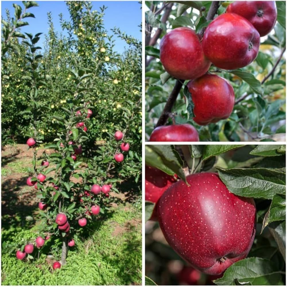 Apple Malus Domestica Seeds for planting in home orchard