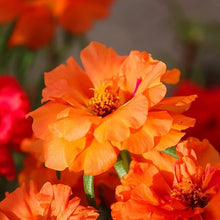Stoppuhr Orange Portulaca Moss Rose Seeds known for bright Orange Blooms