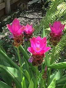 Siam Tulip Curcuma Seeds for a colorful addition to any planting